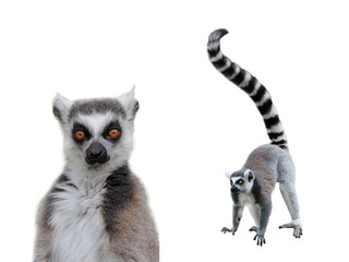 two lemur isolated on white background