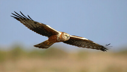 Obraz premium Montagu Harrier bird 
