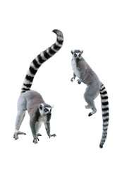 two lemur isolated on white background