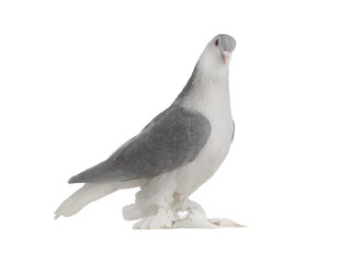 lahore pigeon isolated on white background