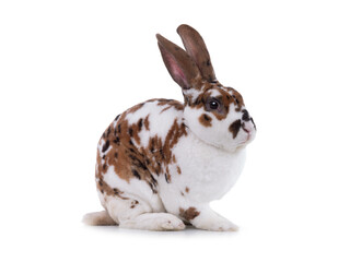 spotted rabbit isolated on a white background