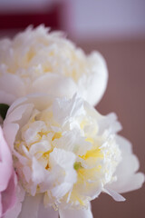 Beautiful Peony flower bouquet white and pink with silky smooth petals