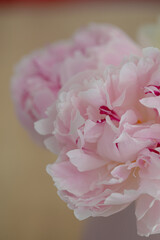 Beautiful Peony flower bouquet white and pink with silky smooth petals