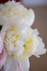 Beautiful Peony flower bouquet white and pink with silky smooth petals