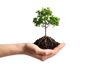 Human hand holding small tree with exposed roots and soil symbolizing environmental protection, growth, and sustainability concepts.