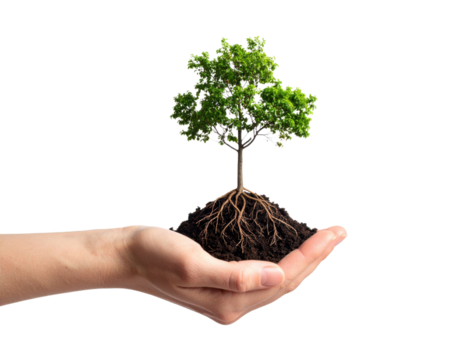 Human hand holding small tree with exposed roots and soil symbolizing environmental protection, growth, and sustainability concepts.