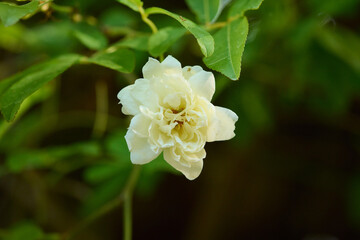 白い薔薇