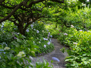 紫陽花が咲く庭園の風景