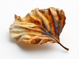 Dry leaf, subtle feeling of abandonment and melancholy.