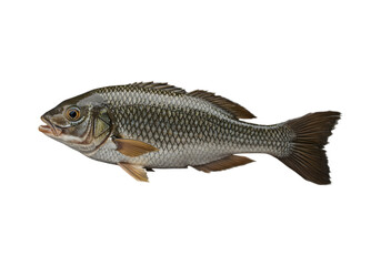Fish PNG