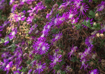 Obraz premium Drosanthemum floribundum (Mesembryanthemum roseus) Lilac terra operimentum flowers. cemetery flower. acem halisi. 