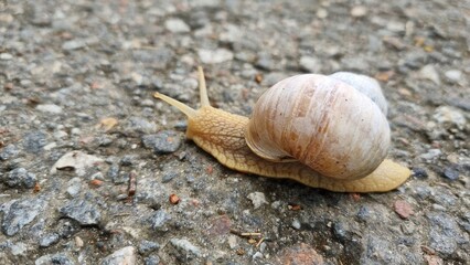 
A snail with antennae and natural shell crawling across the gray asphalt. Its shell is natural with a spiral shape. a snail with antennae and natural shell crawling