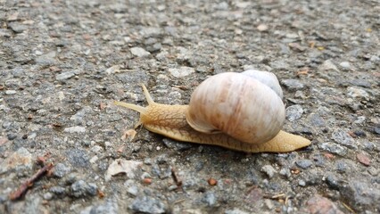 A snail with extended antennae moves across a gray asphalt surface. Its shell is natural with a...