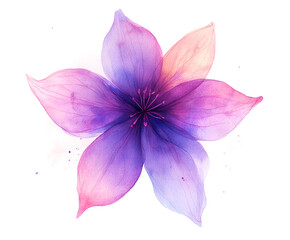 Pink and purple lotus flower blossoms display their natural beauty, isolated with delicate petals