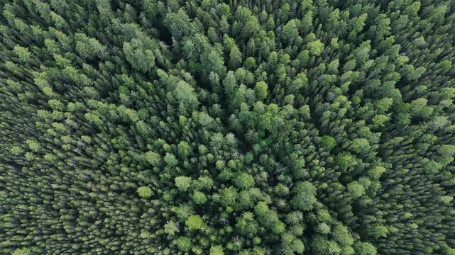 The drone spirals down over green trees.
