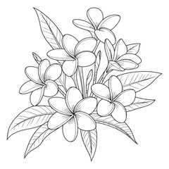 Elegant Frangipani Flower Arrangement A Serene Composition of Tropical Beauty with Detailed Line Art and Harmonious Floral Elements