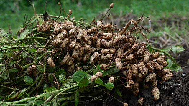 Fresh peanuts plants with roots plants harvest of peanut plants. Fresh peanuts plants with roots
