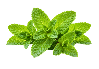 Fresh green mint leaves arranged in a circular pattern isolated on transparent background
