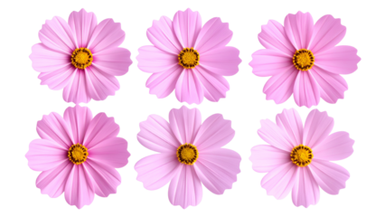 Collection of Pink Cosmos Flowers on transparent Background Featuring Six Distinct Varieties with Delicate Petals and Yellow Centers Ideal for Floral Designs and Graphics
