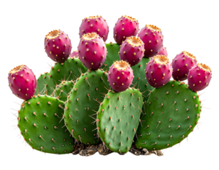 Cluster of Prickly Pear Cactus with Ripe Red Fruits, isolated on transparent background (2)