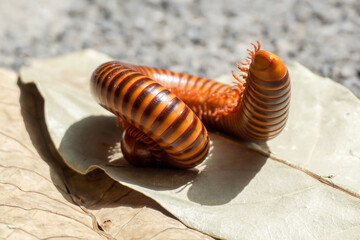 Millipedes coiled tightly like the spirals of nature, silently defending themselves on a dry reputation — a reflection of survival.