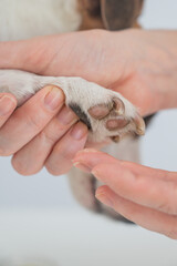 The owner puts wax on the dog's paws. 