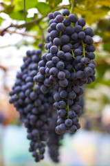 bunch of grapes
