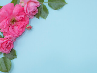Floral Frame: Pink Roses and Leasf on Light Blue Background with Copy Space