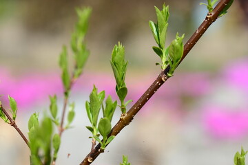 Young Forsythia leaves sprouting on brown stem