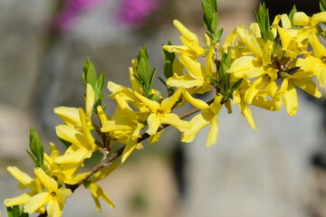Blooming Forsythia flowers on a spring branch