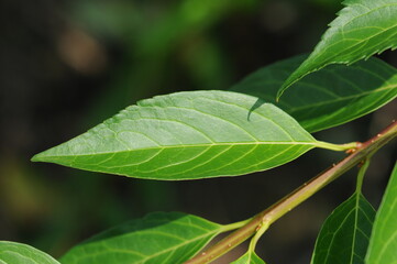 Close-up of mature green leaves aligned on a slender yellow green Forsythia branch in summer.