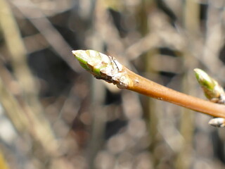 Forsythia new leaf bud sprouting in spring