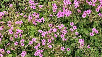Close-up beautiful blooming flowers