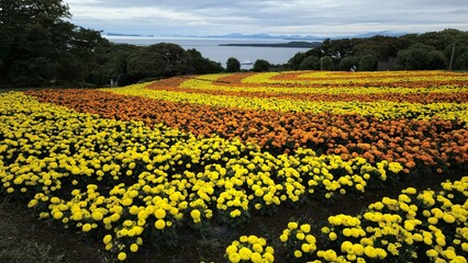 Nokonoshima island park in Japan © 언호 김