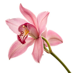 Fototapeta na wymiar A single, elegant pink orchid flower, a delicate and exotic tropical blossom isolated on a transparent background png