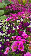 Close-up beautiful blooming flowers