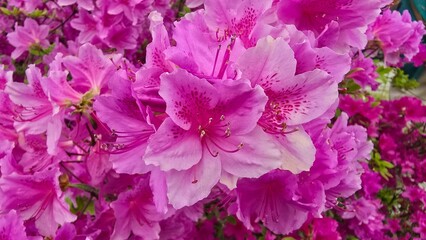 Fototapeta premium Close-up beautiful blooming flowers