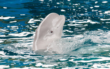 A white dolphin is swimming in the ocean © schankz