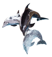 Three dolphins isolated on white background