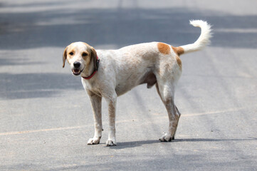 A dog is standing on a road, looking at the camera