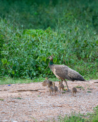loving caring and Protective mother peahen or female Peafowl together with playful peachicks or chicks trying first fly in mosoon breeding season and natural green background at forest safari india