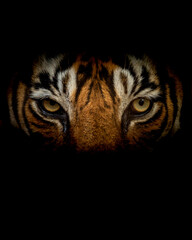 Wild royal bengal male tiger or panthera tigris angry eyes closeup with eye contacr and face in...
