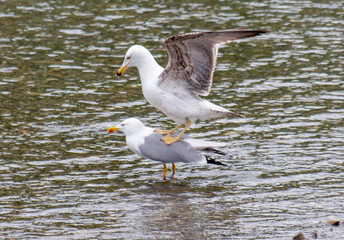 Two seagulls are standing on top of each other in a body of water