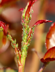 A leaf with a bunch of bugs on it
