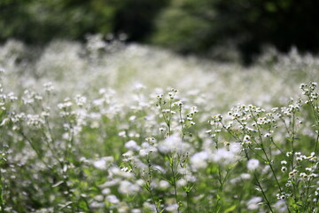 小菊が満開の原っぱ