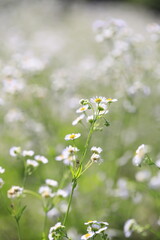 小菊が満開の原っぱ