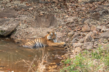 wild male bengal tiger or panthera tigris at bandhavgarh national park forest reserve madhya pradesh india tiger relaxing cool down his body temperature in water puddle in peak summer season safari