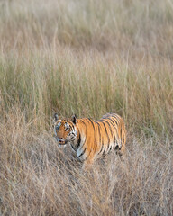 wild female bengal tiger or panthera tigris bandhavgarh national park forest reserve madhya pradesh india tigress walking camouflaged hiding her body in dry grassland for hunt in summer season safari