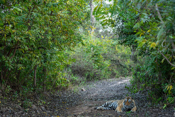 Showstopper wild dominant indian male tiger or panthera tigris sitting on road with natural green...