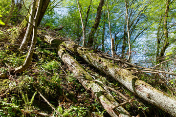 A forest with a large fallen tree in the middle